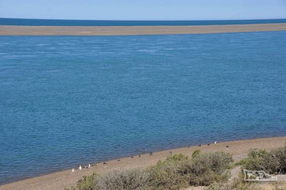 Pinguins de Magalhães em praia da Península Valdés, no litoral da  patagônia argentina